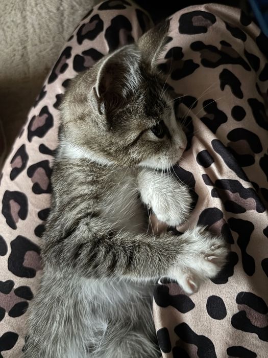 Котенок в хорошие руки девочка