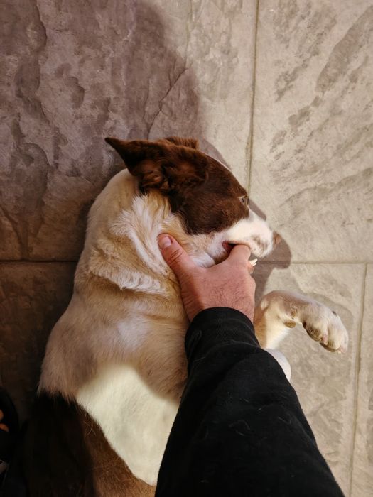 Cățel jucăuș își caută o familie iubitoare