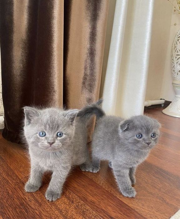 Вислоухие Шотландские котята