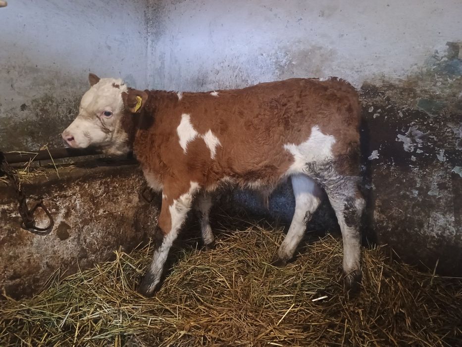 Vând un tăuraș baltat și o vitea belgiana