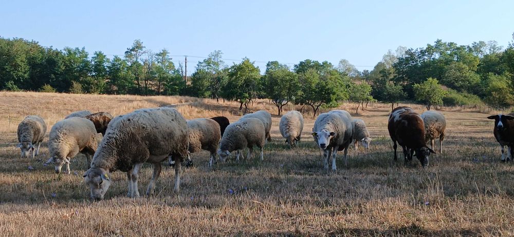 Oi de vânzare, Texel și pătată olandeză