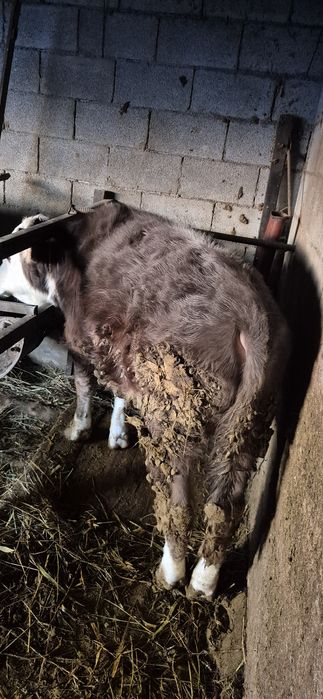 Бычок на откорме стоит