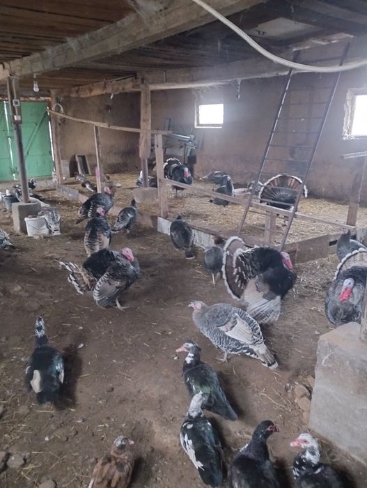 Продается Индюки