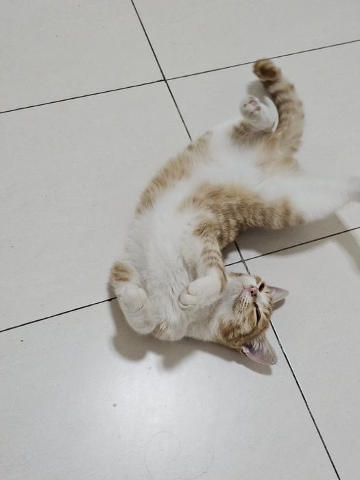 Отдам подрощенного котёнка