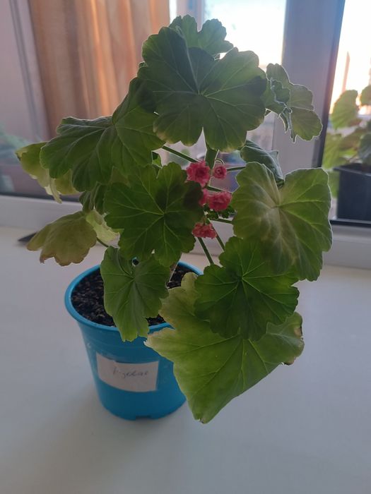Продам живые цветы