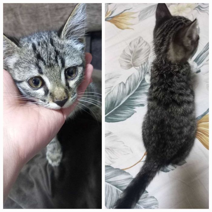 Милые игривые котята