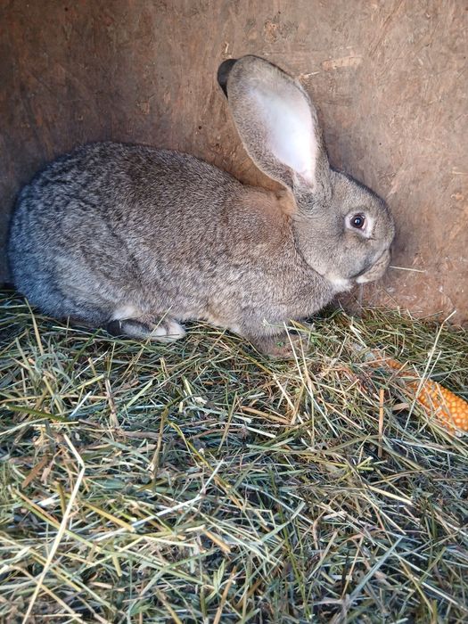 Iepuri iepuroaice urias german