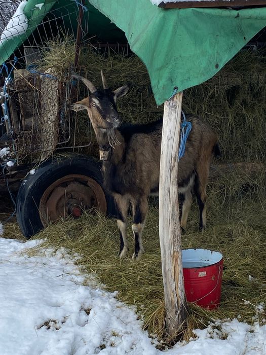 Vând două capre sau la schimb cu 2 oi . Foarte bune de lapte !