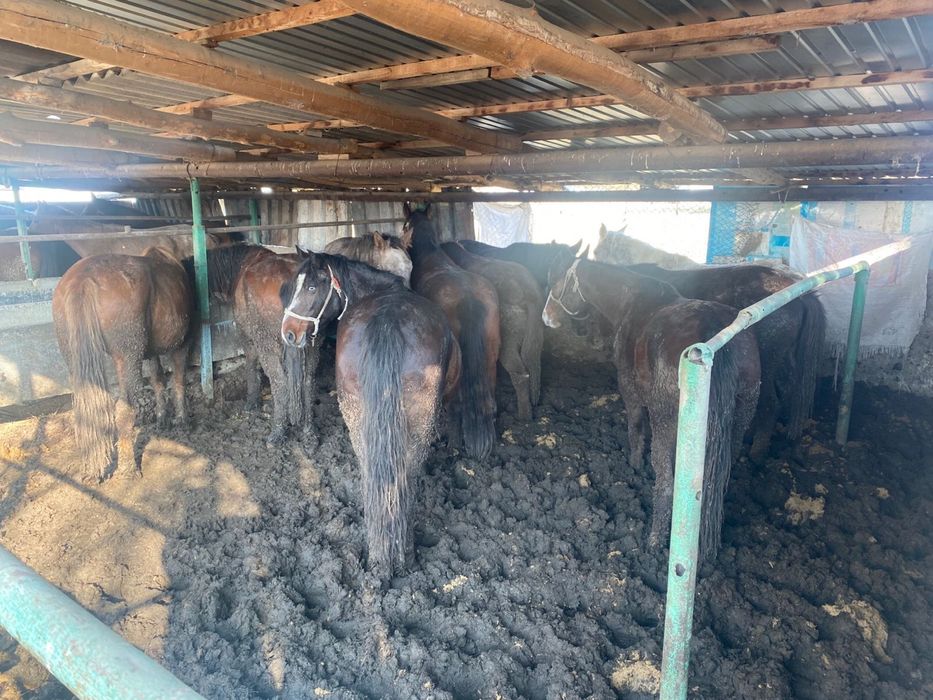 Соғымдар 19 бас жылқы