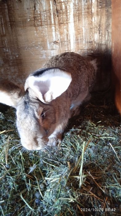 Прадам кралоф рабочих