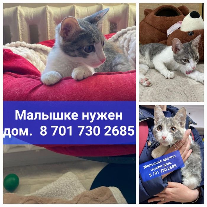 Котики и кошечки ищут дом.