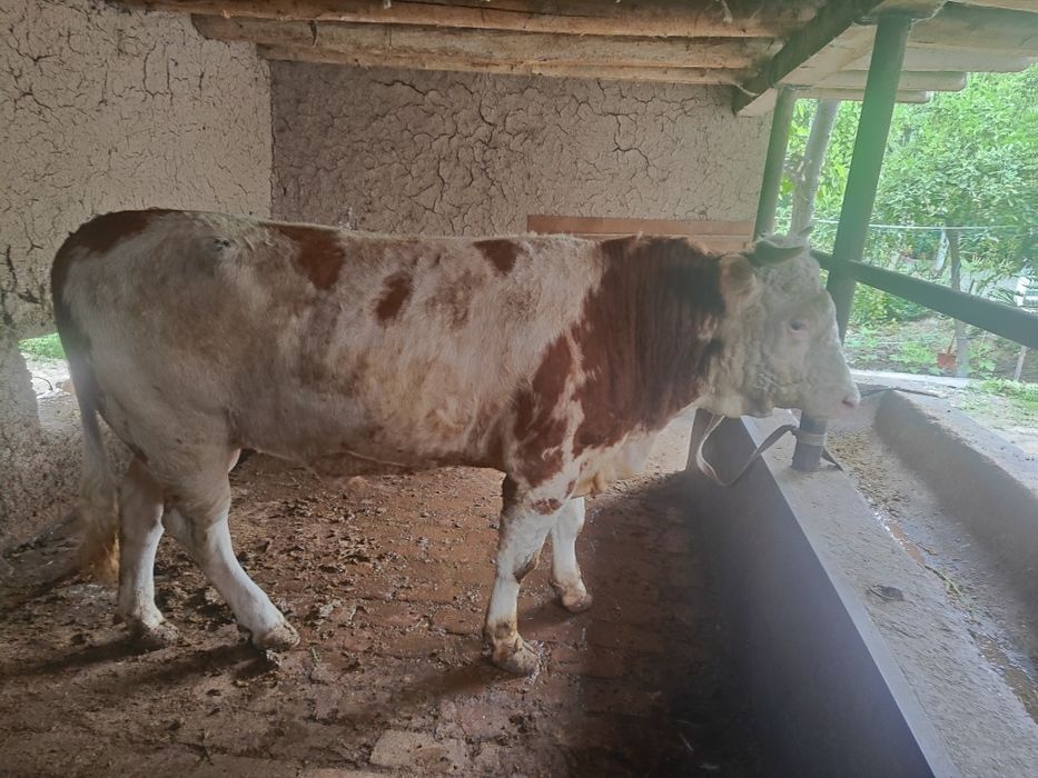 Rasiski smental tani sogʻ 550kg