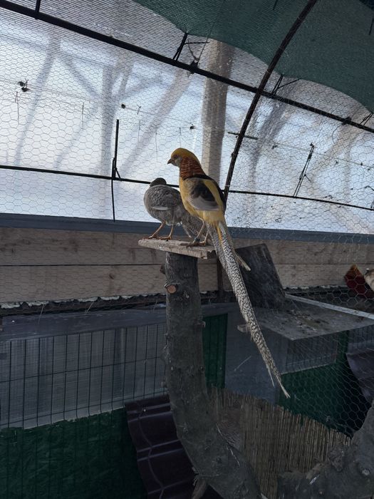 Vand fazani auriu pe galben