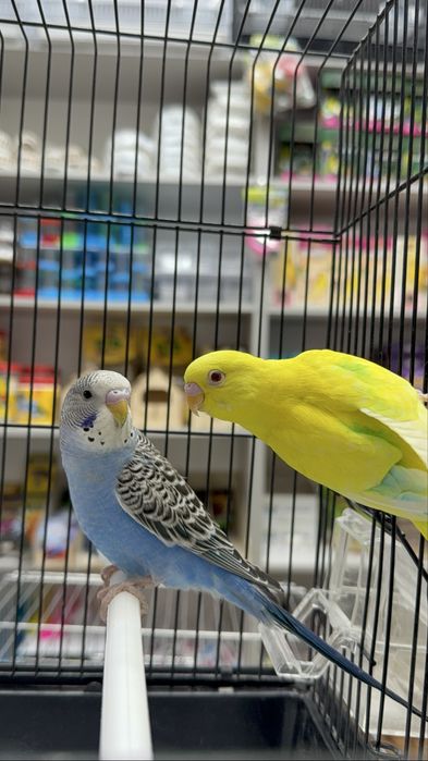 Волнистый, карелла, канарейка,