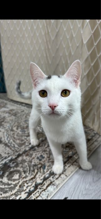 Отдам кота в добрые руки