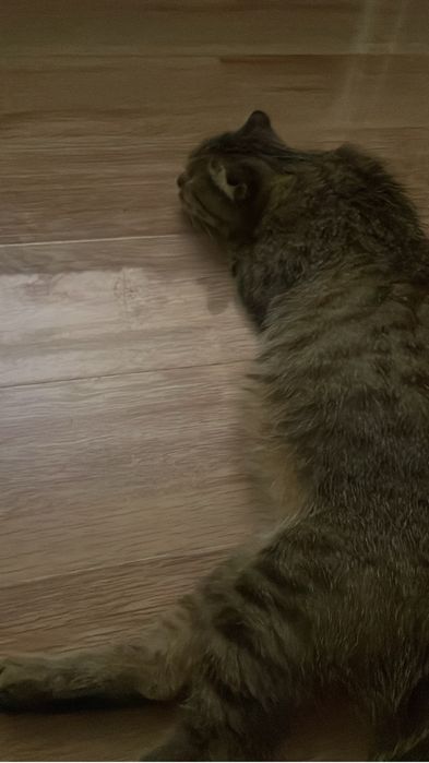 РУКИ!!! Главное, чтобы не обижали,