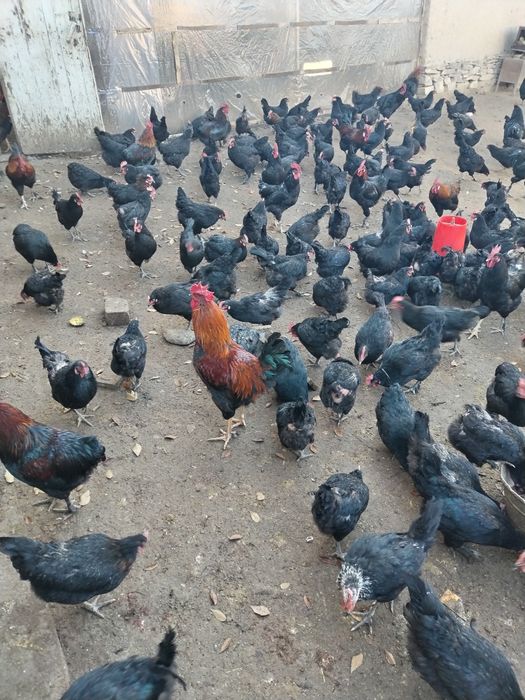 Andijon qora tovuq tuxumlari