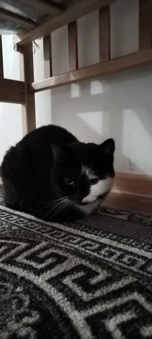 Отдам кошечку в добрые руки