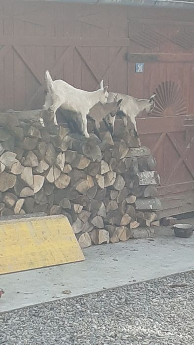 Vând iezi de 2 luni