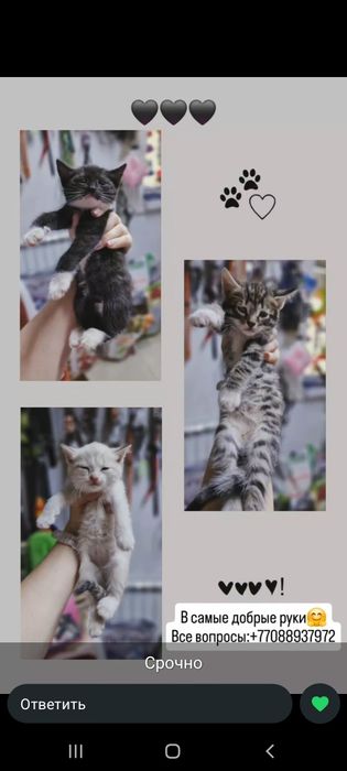 Котята  бесплатно.