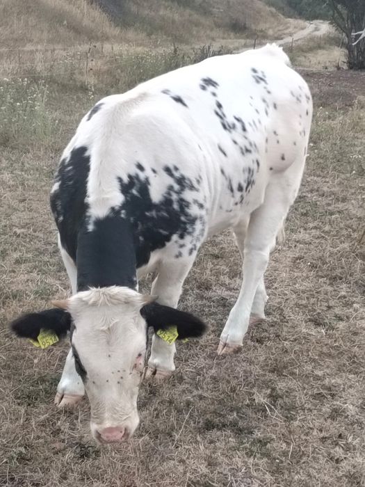 Disponibili detalii la Nr de tel