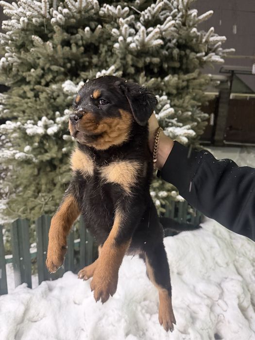 Продам щенков Ротвейлера