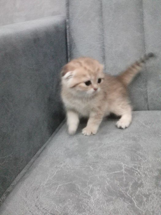 Продается котёнок