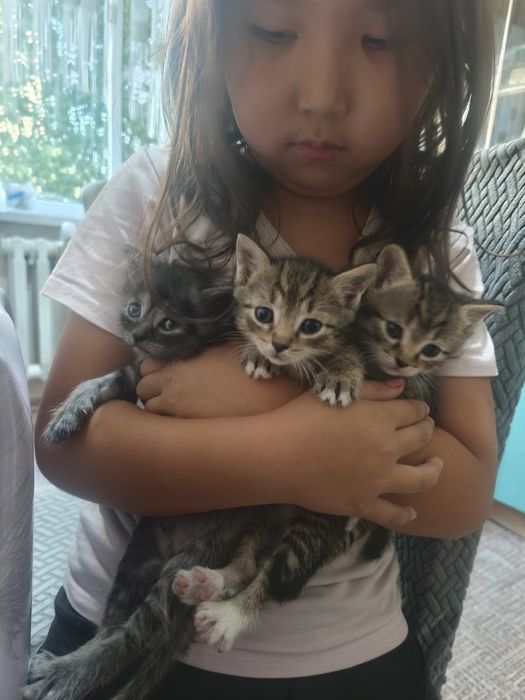 Отдам котят в хорошие Руки