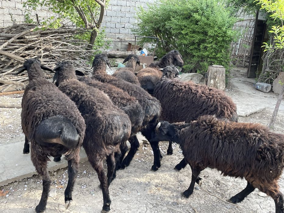 Qoy Qoylar Qoʻylar sotiladi sifatlik goʻshtdor