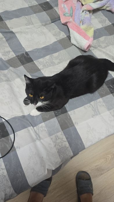 Кот, 8 месяцев, безвозмездно