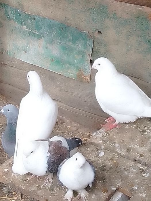 Porumbei voiajori standard și jucătorii de vânzare