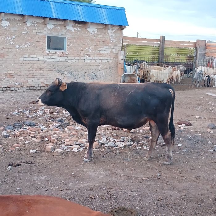 Бұқалар сатылады