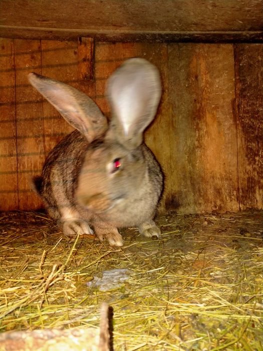 Продам  кроликов