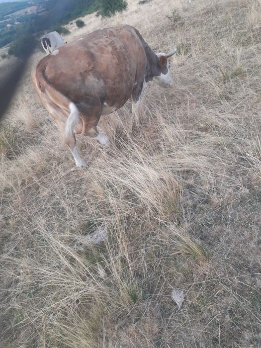 Vand vaca de fatat