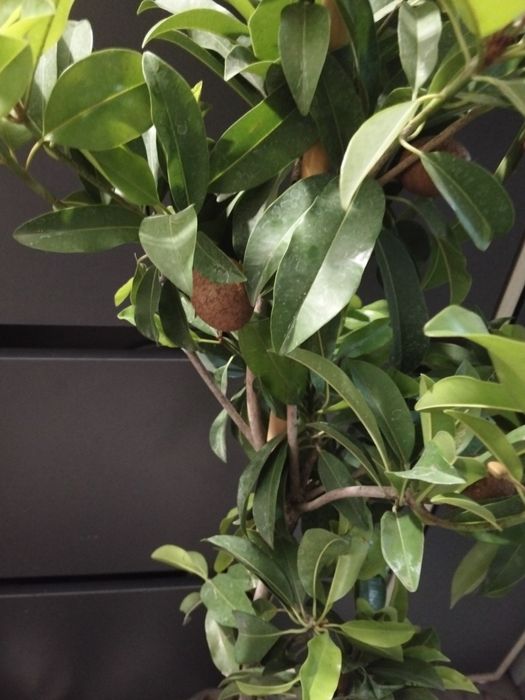 Продам дерево манго и саппадиллы