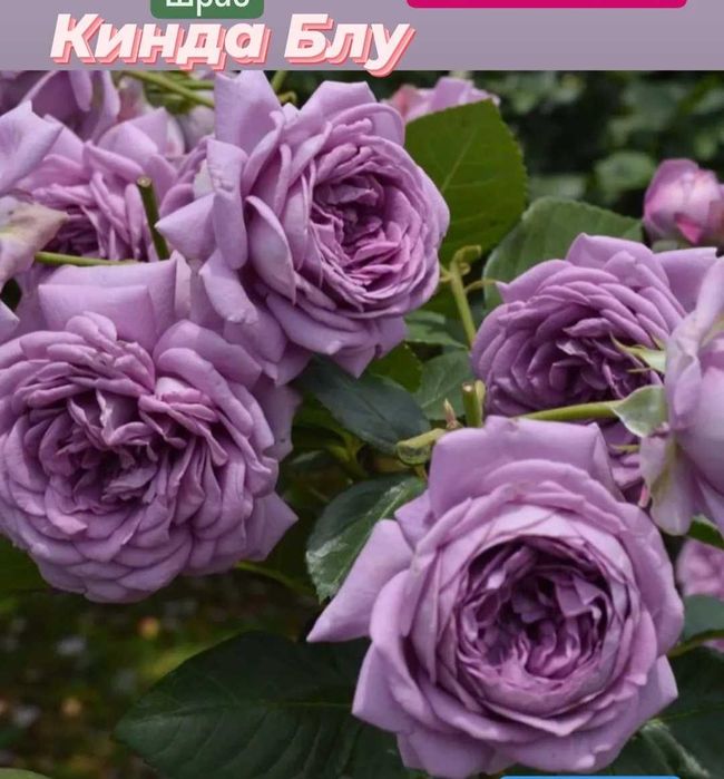 Розы. Саженцы сортовой розы.
