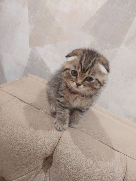 Котята правильной вязки Скотиш фолд приучены к лотку добрые игривые