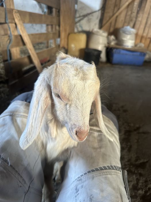 Vand tapusor de anglonunbian de aproape 3 luni