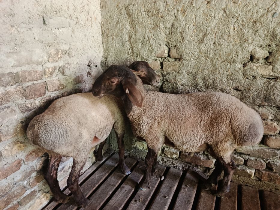 Hisori qo'ylar sotiladi