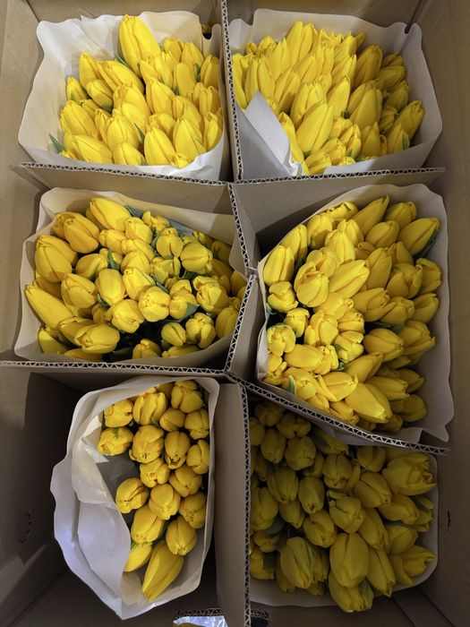 Тюльпаны 8 марта