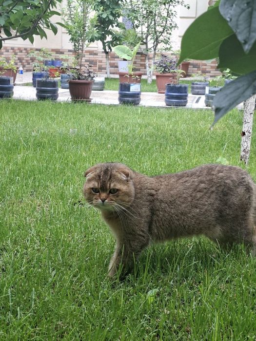 Britanskiy koshka