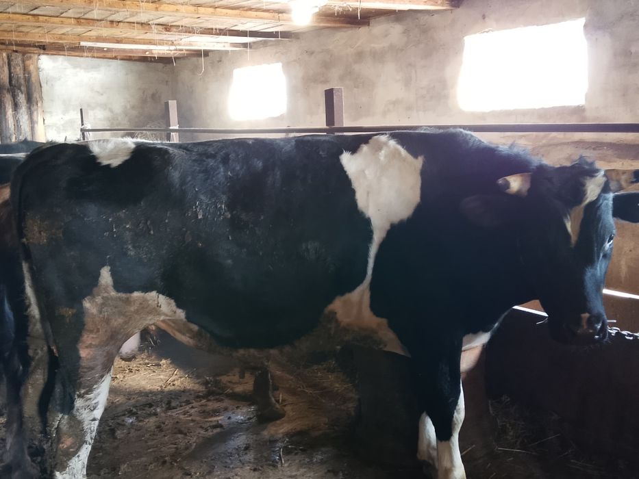 Продам бычков, выращенных на откорме