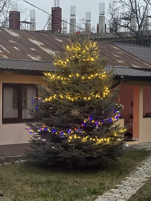 Brad natural argintiu 4 metri Iasi