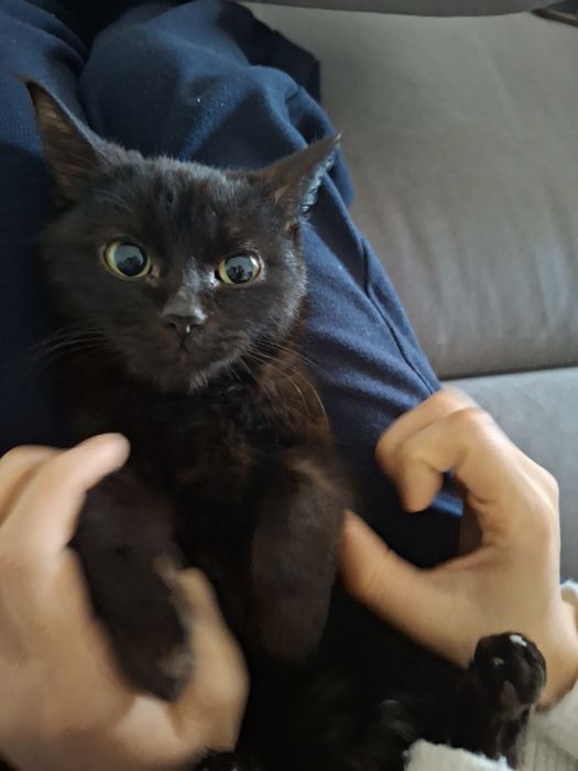 Отдаётся добрый котёнок