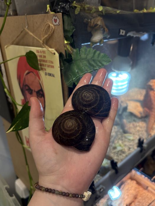 Продам экселенсов улитки