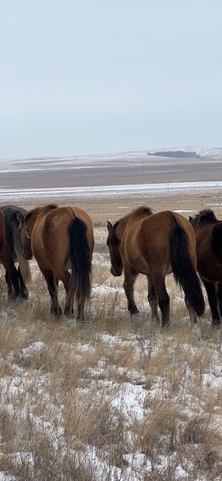 Жеребцы мугалжарской породы