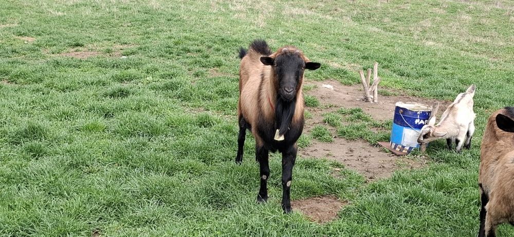 Vand tap alpin francez