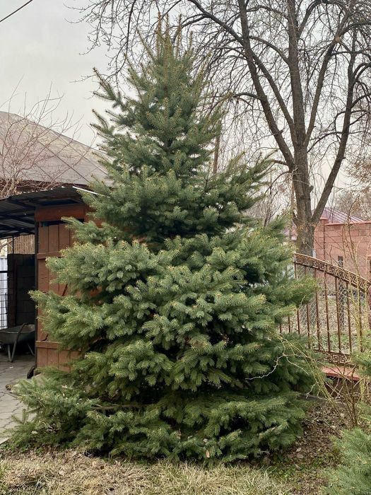 Ёлки голубые, зелёные