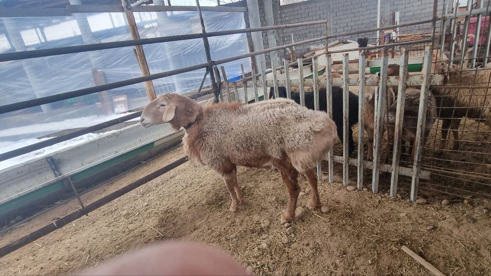 Зотдор кочкор сотилади