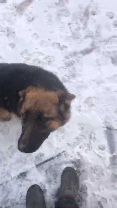 Собаке срочно нужен дом!